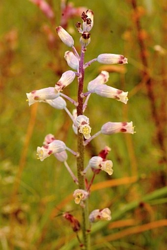 Lachenalia unifolia