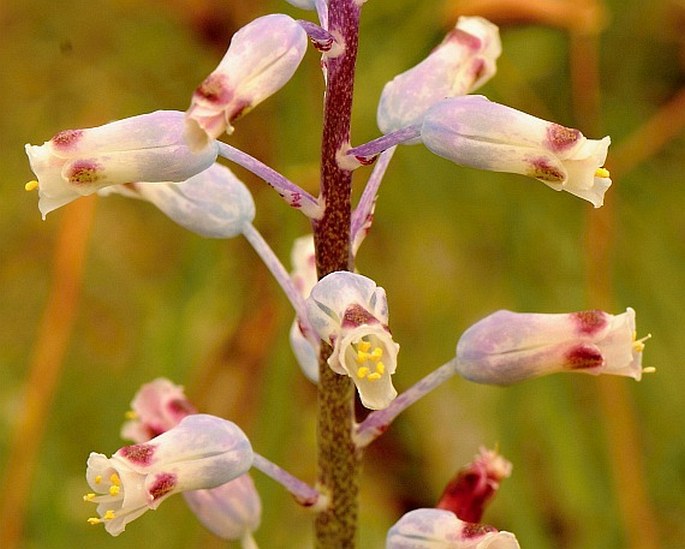 LACHENALIA UNIFOLIA Jacq.