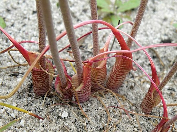 Lachenalia unifolia