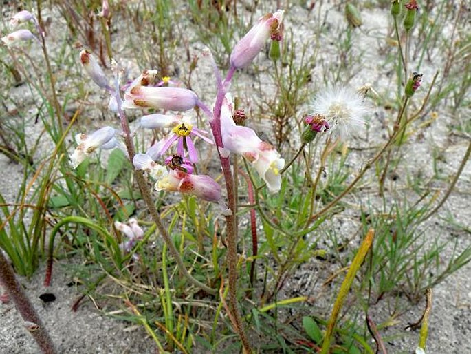 Lachenalia unifolia