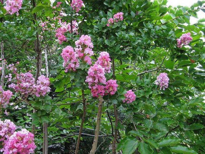 Lagerstroemia indica