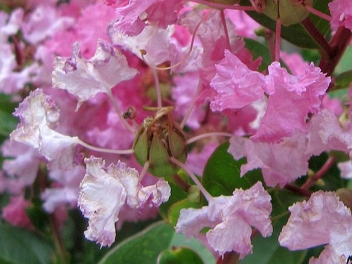 Lagerstroemia indica