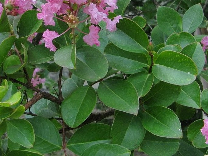 Lagerstroemia indica