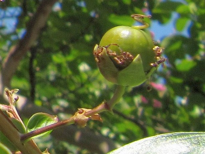 Lagerstroemia indica