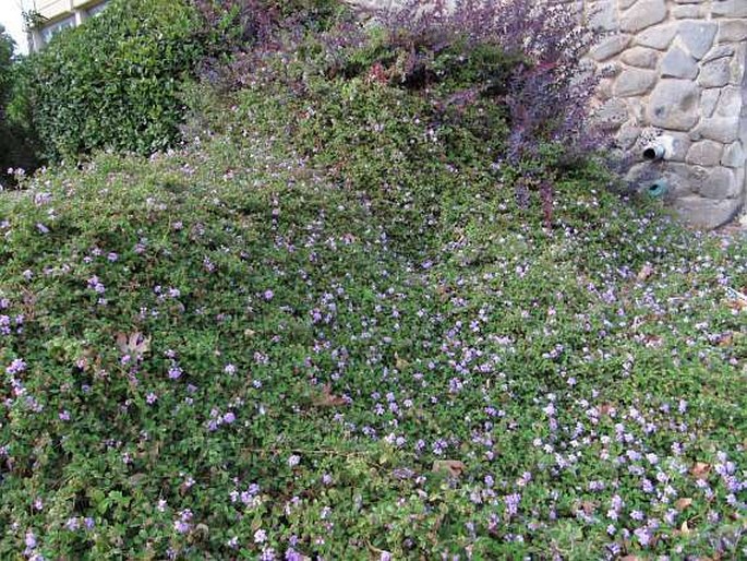 Lantana montevidensis