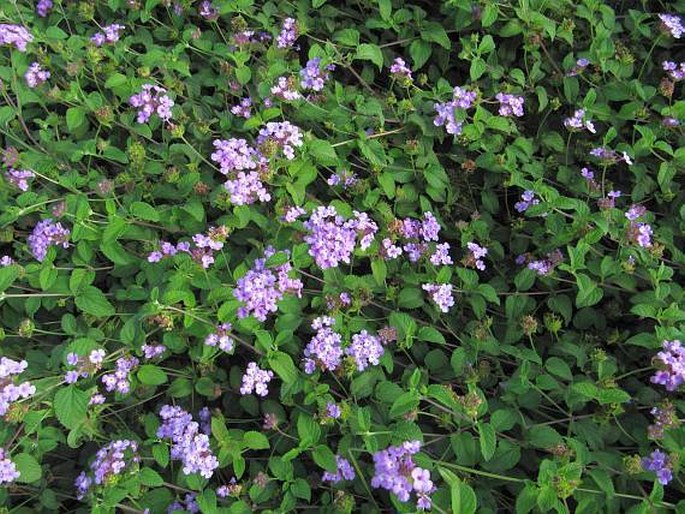 Lantana montevidensis