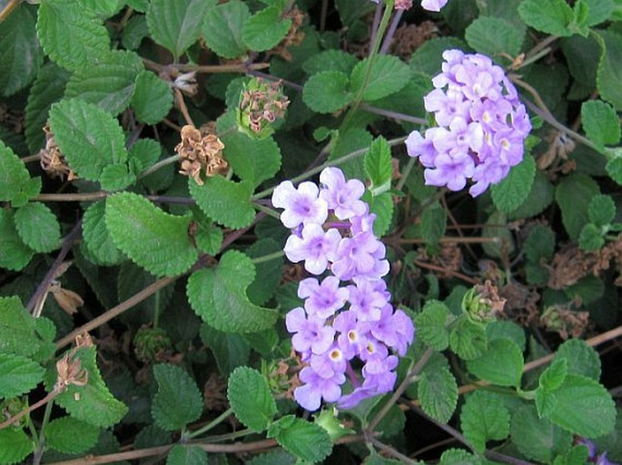 Lantana montevidensis