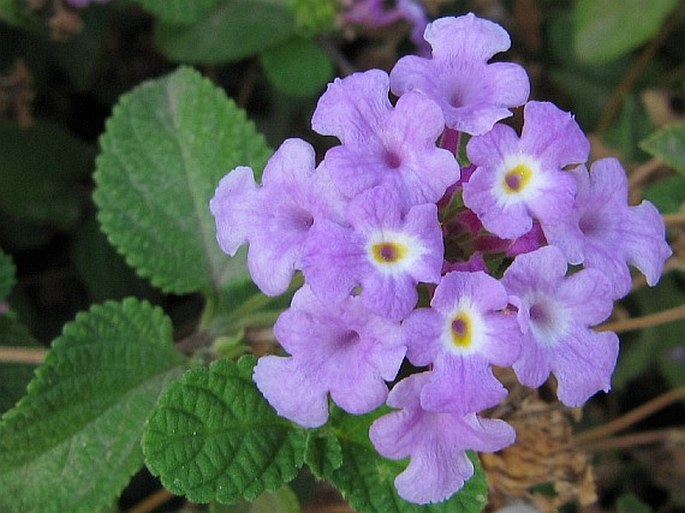 Lantana montevidensis