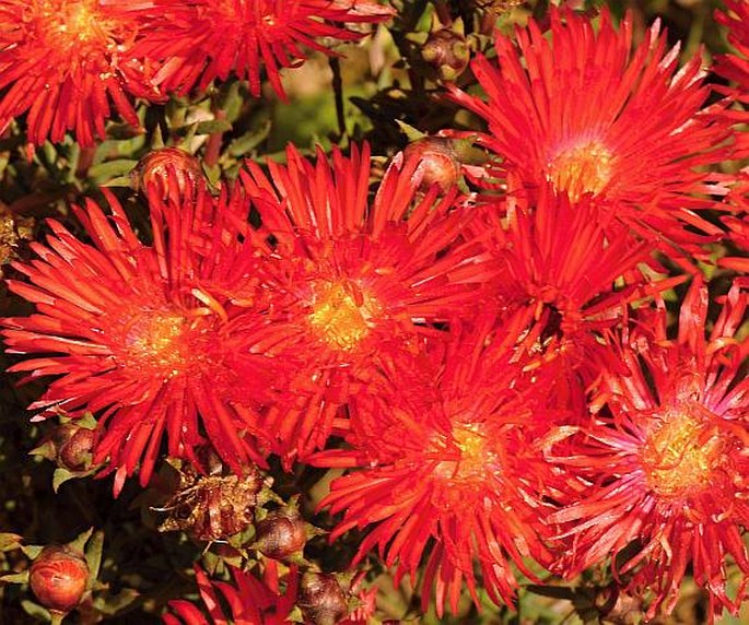 Lampranthus coccineus