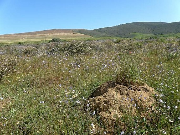 Lampranthus coccineus