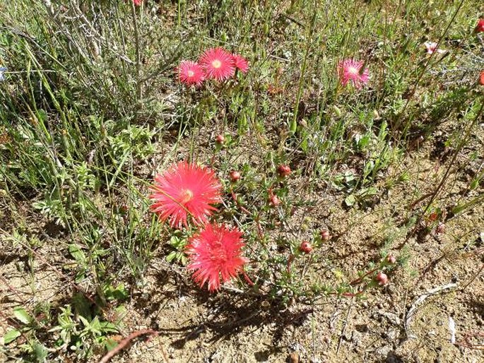 Lampranthus coccineus