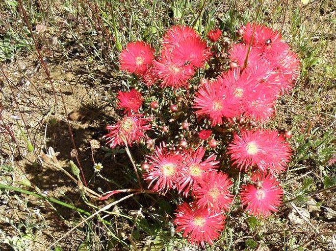 Lampranthus coccineus