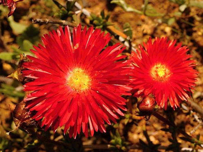 LAMPRANTHUS COCCINEUS (Haw.) N. E. Br.