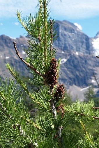 Larix lyallii