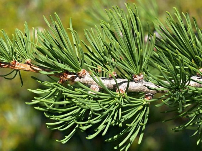 LARIX LYALLII Parl. – modřín / smrekovec