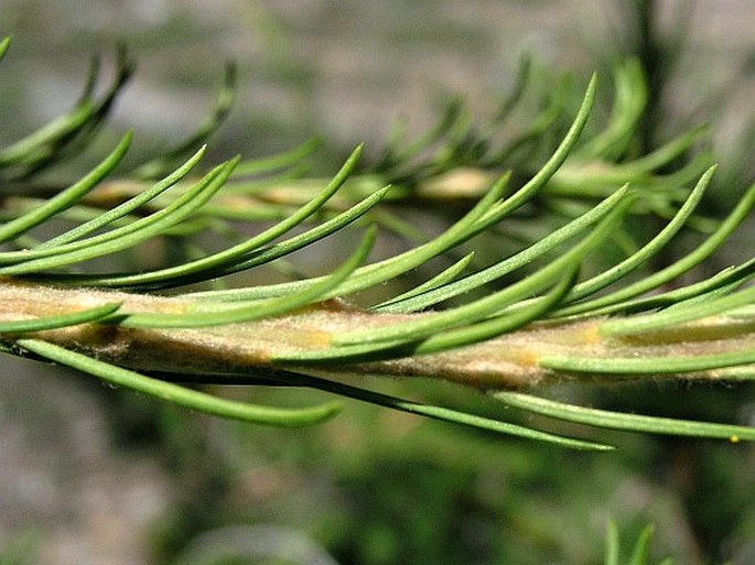 Larix lyallii