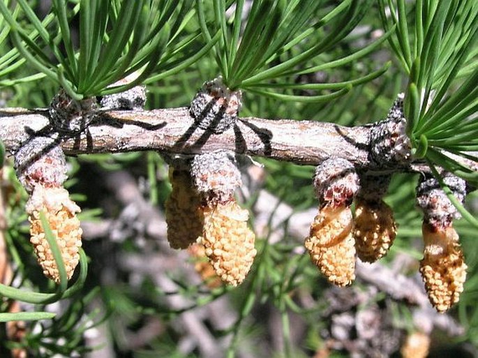 Larix lyallii