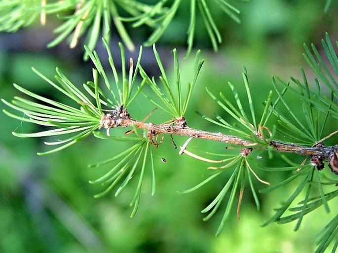 Larix lyallii