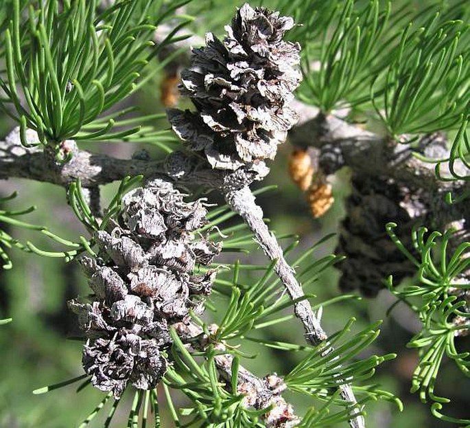 Larix lyallii