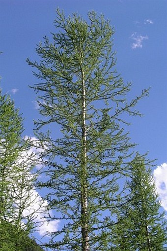 Larix occidentalis