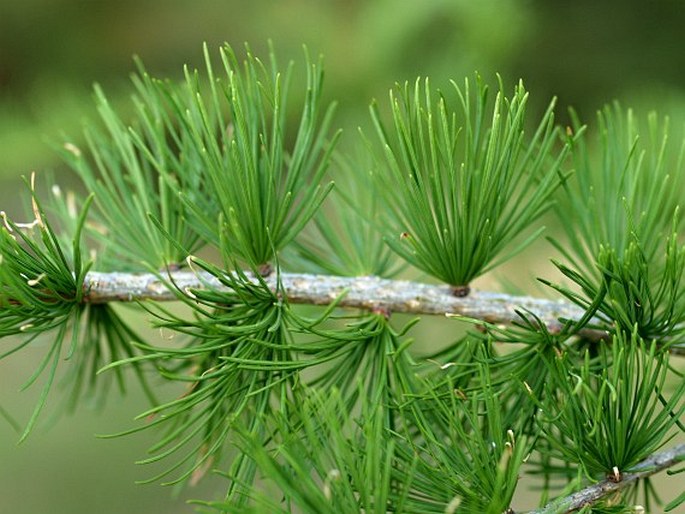 LARIX OCCIDENTALIS Nutt. – modřín západoamerický / smrekovec