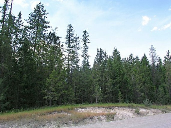 Larix occidentalis