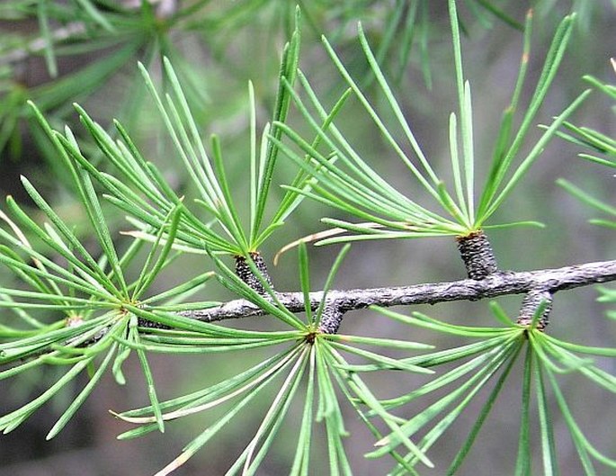 Larix occidentalis