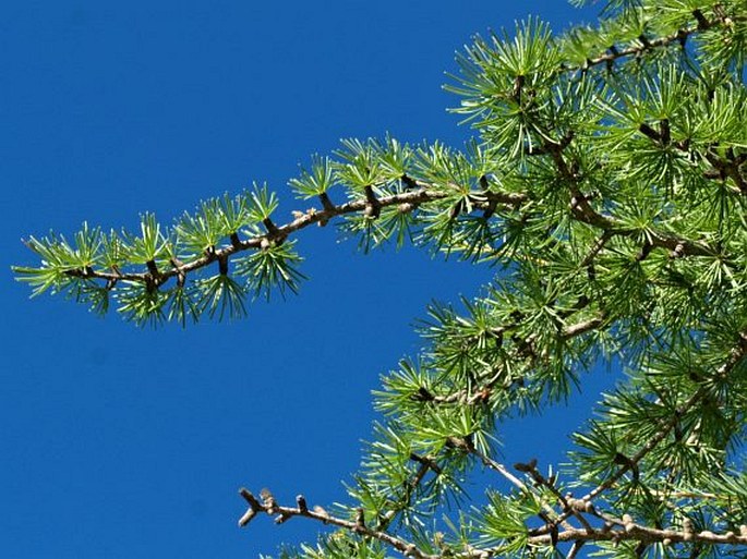 Larix occidentalis