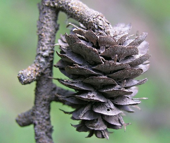 Larix occidentalis