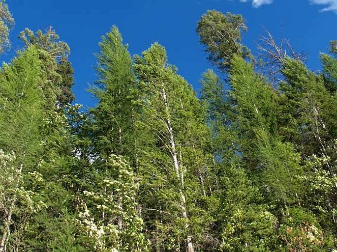 Larix occidentalis