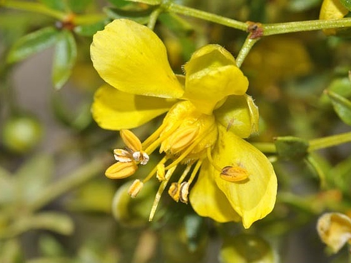 LARREA TRIDENTATA (Sessé et Moc. ex DC.) Coville