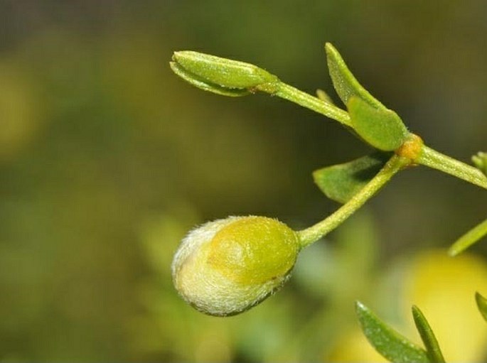 Larrea tridentata