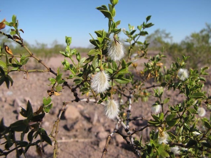 Larrea tridentata