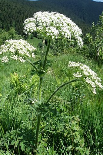 Laserpitium archangelica