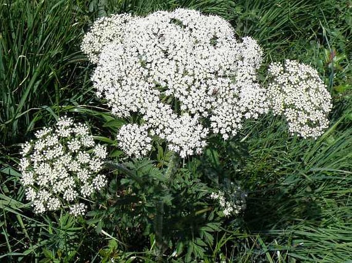 Laserpitium archangelica