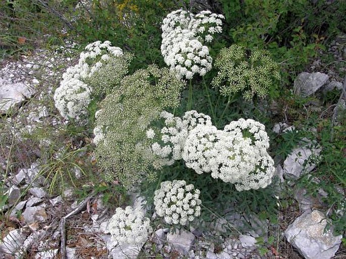 LASERPITIUM GALLICUM L. - hladýš / lazerník