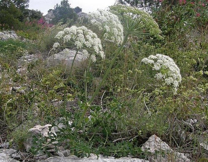 Laserpitium gallicum