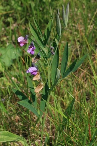 Lathyrus linifolius