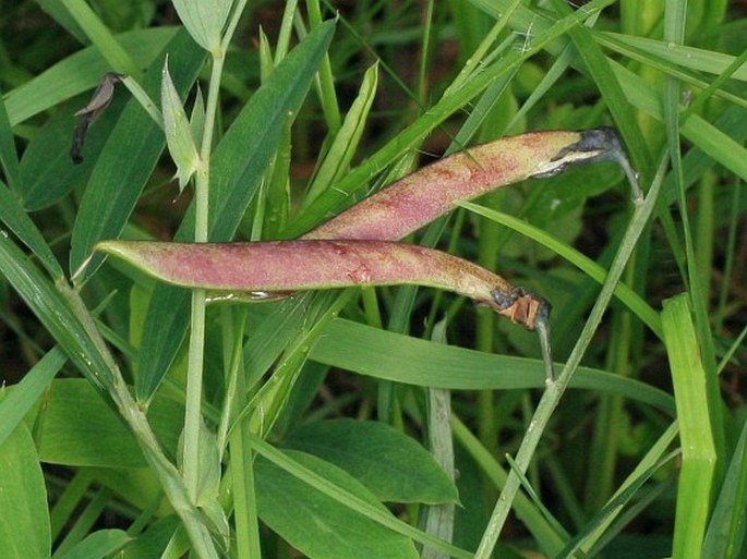 Lathyrus linifolius