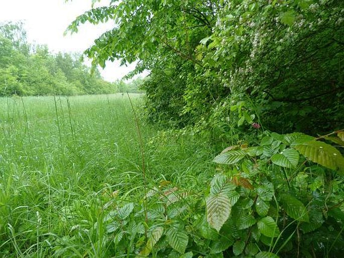 Lathyrus pisiformis