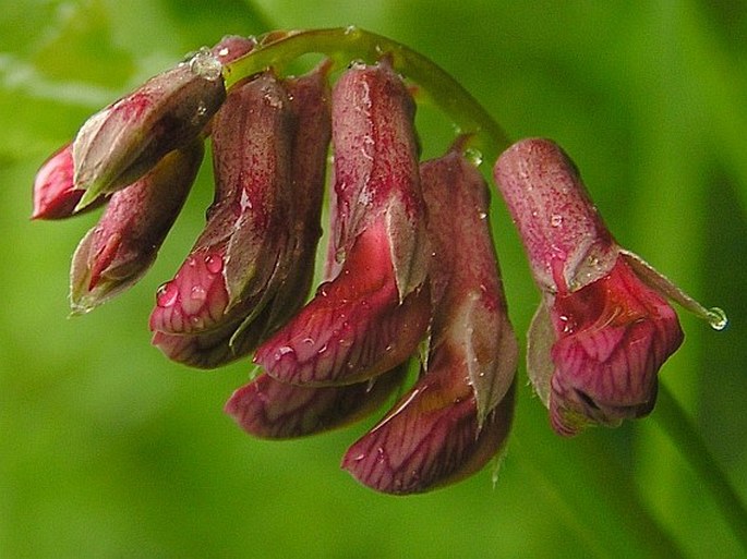 Lathyrus pisiformis