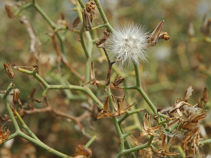 Launaea arborescens