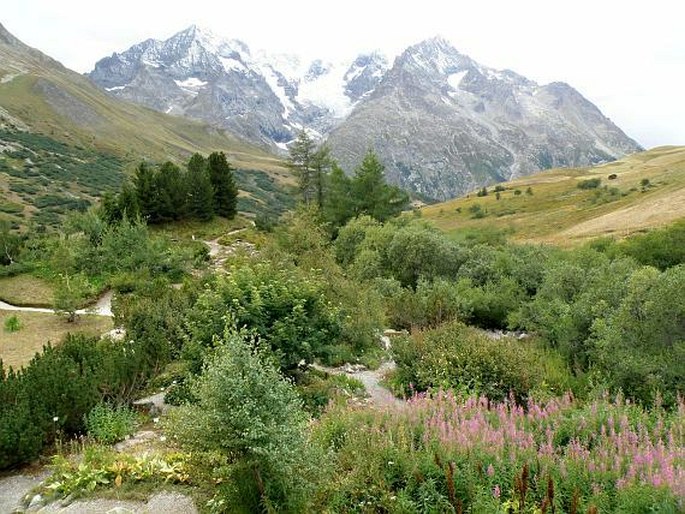 Jardin botanique alpin du Lautaret