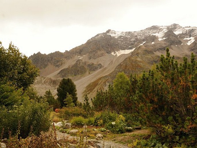 Jardin botanique alpin du Lautaret