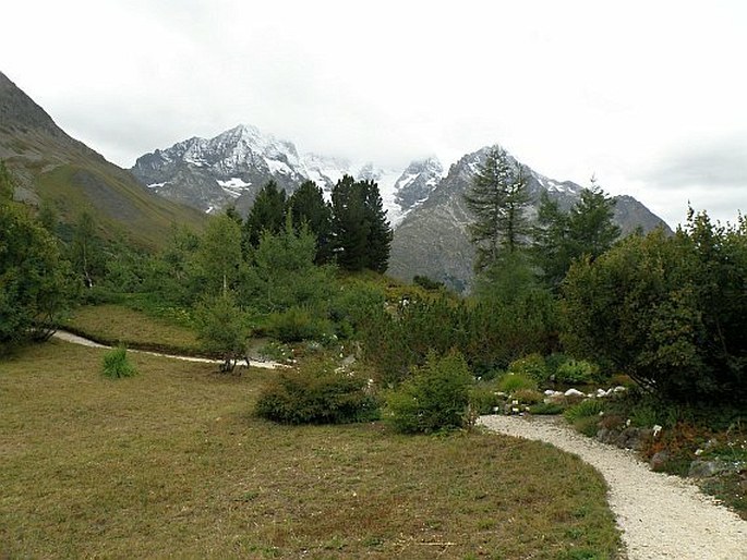 Jardin botanique alpin du Lautaret