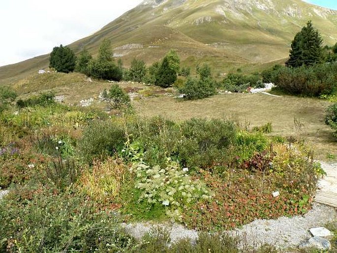 Jardin botanique alpin du Lautaret