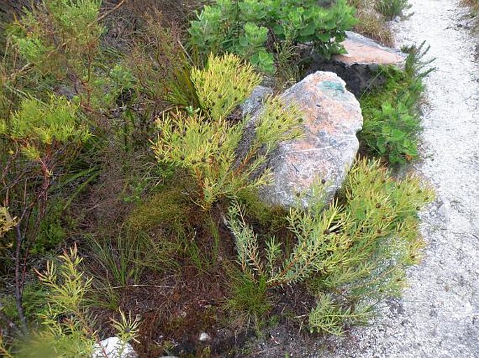 Leucadendron salignum