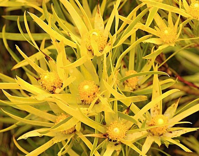 Leucadendron salignum