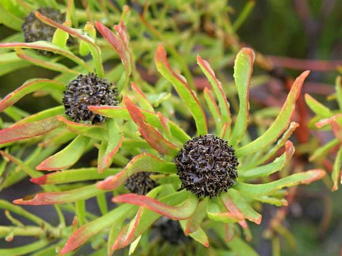 Leucadendron salignum