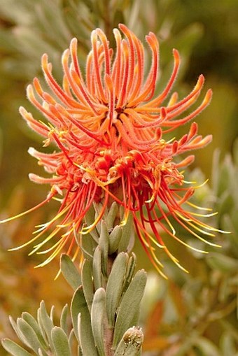 Leucospermum reflexum